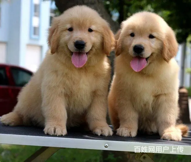 大同有卖金毛犬的吗 金毛犬价位 哪有纯种金毛幼犬 - 图片 9