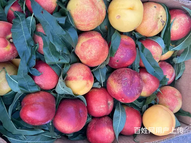 果园出租有水电房 - 图片 1