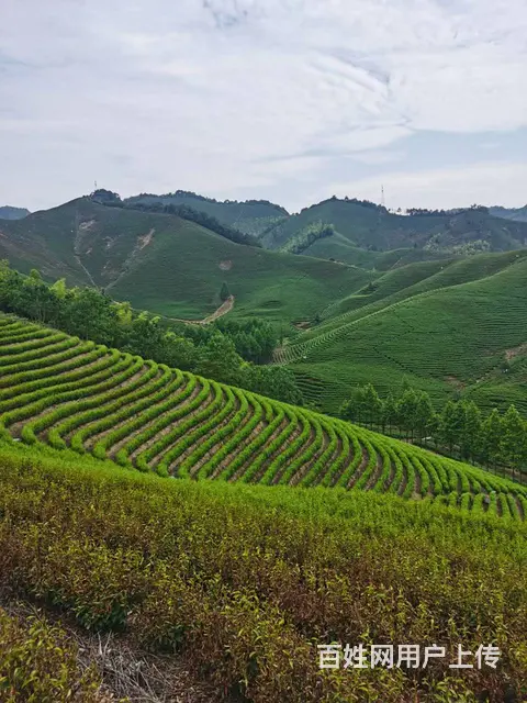 暴雨过后 旱情有所缓解 小戴白茶 自产自销 - 图片 5