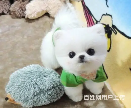 广州正规狗场 广州哪里有卖博美俊介犬 包纯种健康 - 图片 7