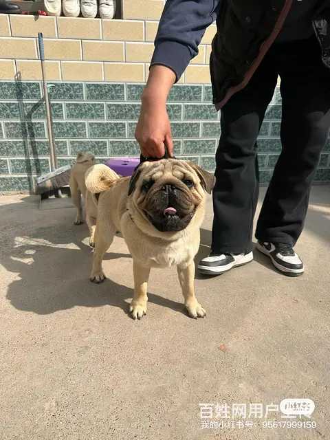 巴哥犬公，自家养的，老虎头，大嘴唇，大眼睛，人见人 - 图片 2
