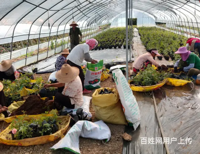 张家界到长沙网约车拼车商务车私家车小车队电话‌ - 图片