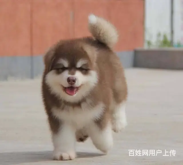 熊版纯种阿拉斯加犬专业繁殖犬舍 可上门看狗现货实价 - 图片 1