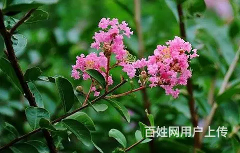 工程苗木，花卉苗木订购 - 图片 3