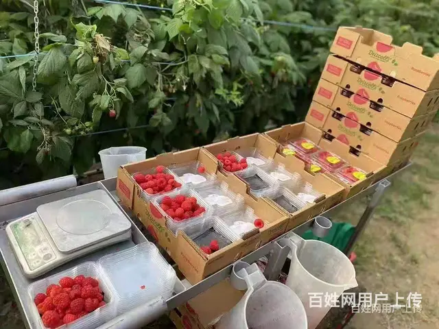 绍兴欧洲劳务签订正式劳务合同海聘劳务一手项目 - 图片 3