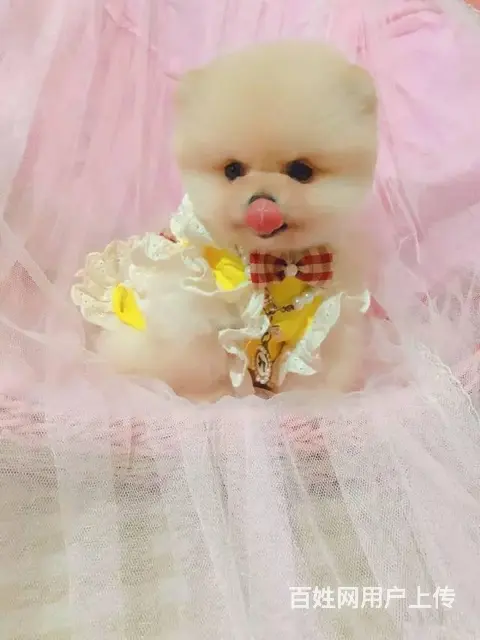 哈多利球体博美 小体博美 健康纯种 可上门挑选 - 图片 9