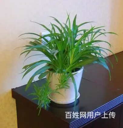 合肥花卉租赁,合肥绿植花卉鲜花销售 - 图片