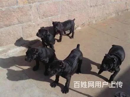 三个月的卡斯罗幼崽最新价格，纯种卡斯罗保健康包养活 - 图片 4