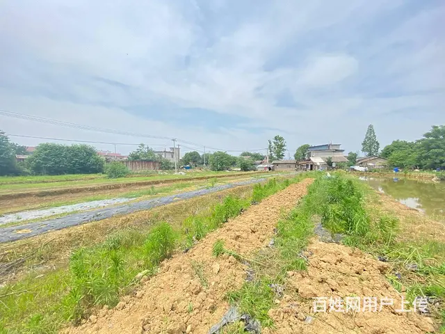 开福大道10亩坪，可做农家乐，花园，露营，种植养殖基地 - 图片 3