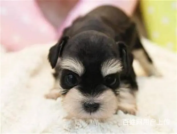 广州宠物狗 迷你雪纳瑞犬 纯种雪纳瑞狗狗幼犬出售 - 图片 2