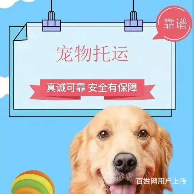 湖州宠物托运 （猫狗活体运输）宠物快递至全国 - 图片 1