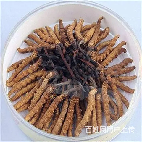 番禺回收同庆和堂冬虫夏草-回收价格一盒多少钱 - 图片 4
