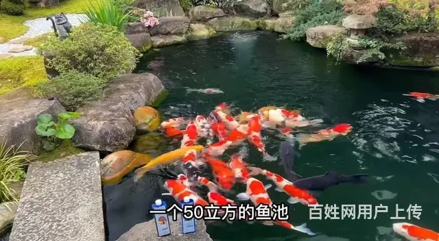 广州鱼池水泵维修，假山水泵维修，鱼池过滤维修，电话 - 图片 6