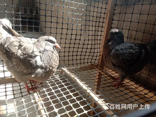 处理家养元宝,圆环观赏鸽子 - 图片 2