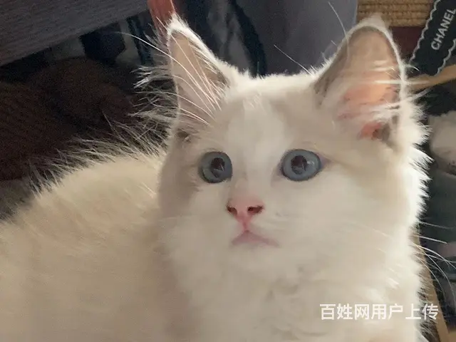 六月海双布偶小帅哥忍痛割爱转让 - 图片 2