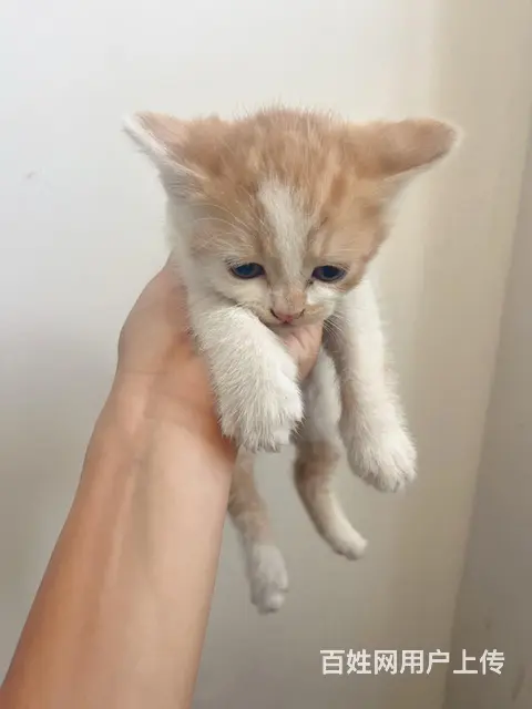 免费送小猫咪，喜欢猫咪的来，有爱心对猫猫好 - 图片 1
