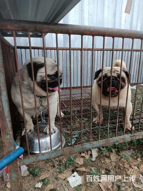 常年出售宠物犬 - 图片 2