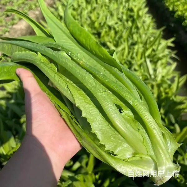 广州食堂食材供应，生鲜蔬菜一站式配送，冷链车保鲜送 - 图片 4