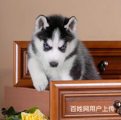 出售三火蓝眼哈士奇宝宝 品相佳 疫苗做齐签署协议 - 图片 4
