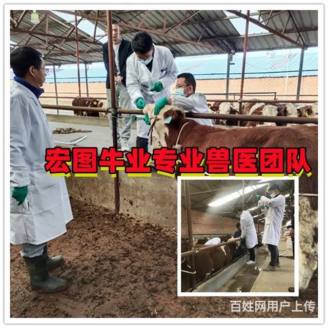 三百至四百斤 西门塔尔2岁母牛 现在什么价 - 图片 2