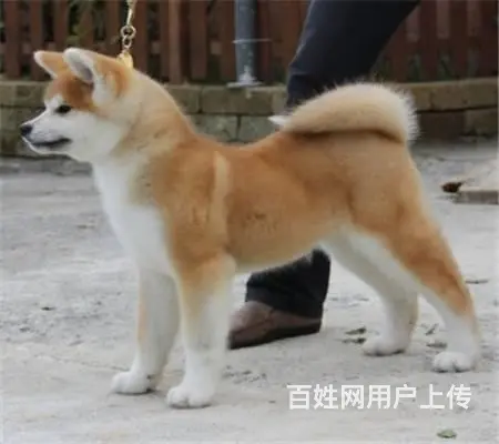 犬舍低价热销 秋田犬血统纯正全国空运发货 - 图片 4