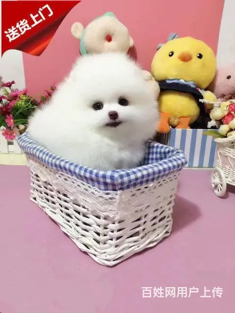 博美犬 茶杯幼犬出售 直销哈多利小体博美犬 - 图片 5