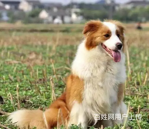辽阳卖边牧的狗场，小边牧多少钱一只 - 图片 5