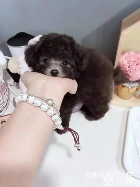 出售泰迪,泰迪幼犬,超小卡哇伊泰迪犬,包纯种签协议 - 图片 4