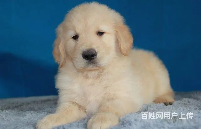 北京金毛犬舍 纯种大头美系金毛犬价格 金毛犬 - 图片 5