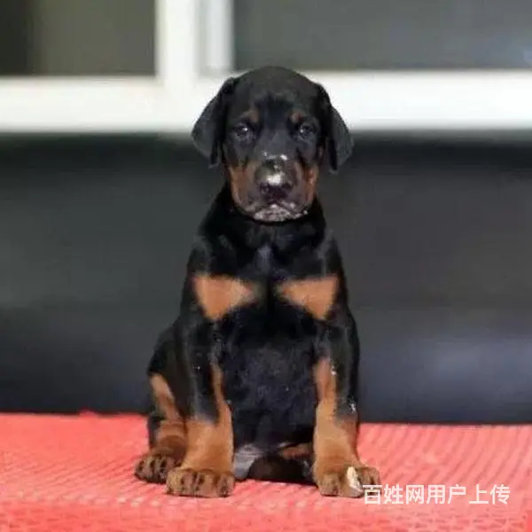 天门卖杜宾的基地 哪里有杜宾交易市场 - 图片 4