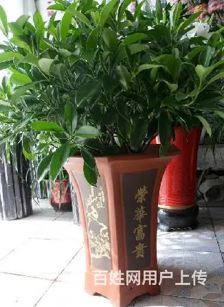 合肥花卉租赁-合肥花卉公司-合肥清新园花卉公司 - 图片 1
