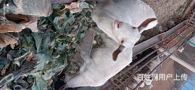 出售奶羊 - 图片 1