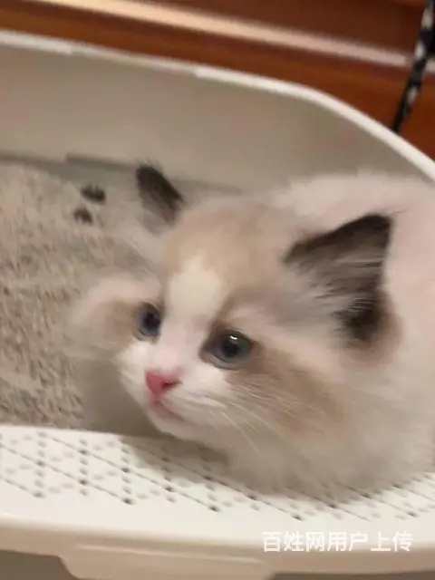 【搞定了！】家里大猫生了一窝小布偶，养不了了，找新主人 - 图片 1
