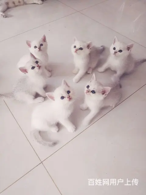 【搞定了！】家养小猫一窝6只 - 图片