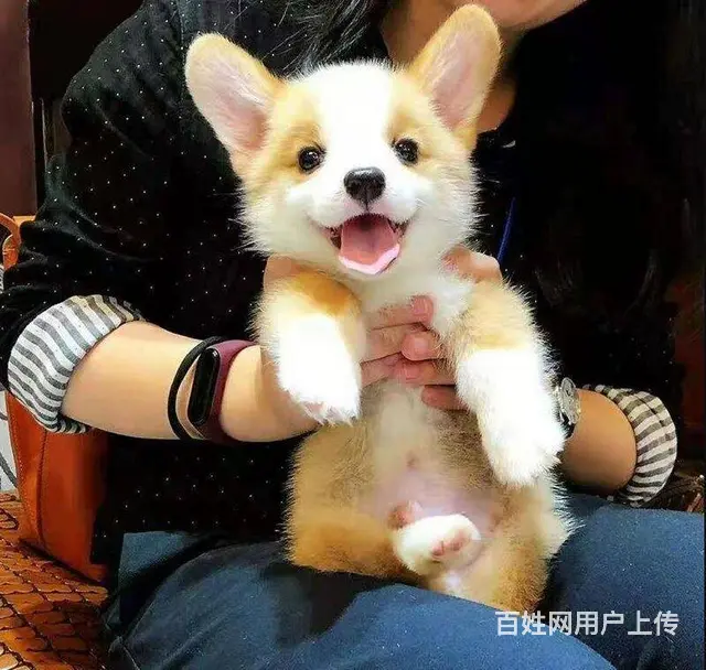 双血统柯基幼犬现货可挑柯基价格柯基犬好不好养图片 - 图片 6