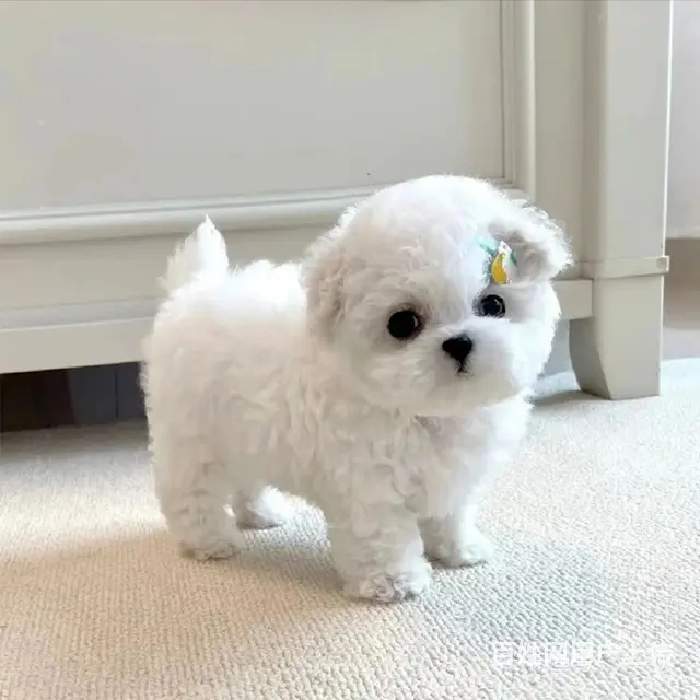 比熊幼犬两个多月 - 图片 1