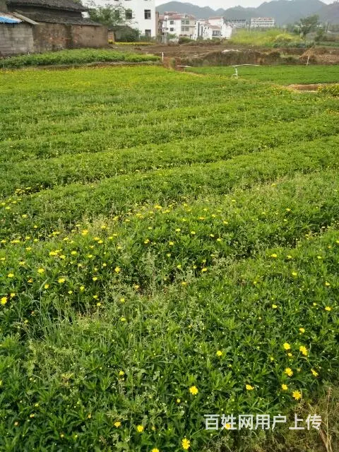 木春菊50万现货，自家基地直销 - 图片 9