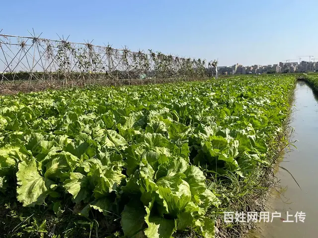 广州食堂蔬菜供应公司，冷链配送，准时送达 - 图片 4