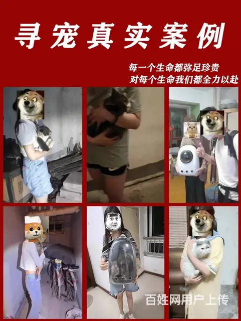 猫咪走丢有什么方法可以找回找猫团队真的能找到吗 - 图片 6