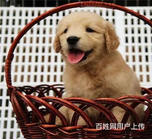 赛级金毛犬 大头家养金毛犬 金毛犬多少钱 - 图片 1