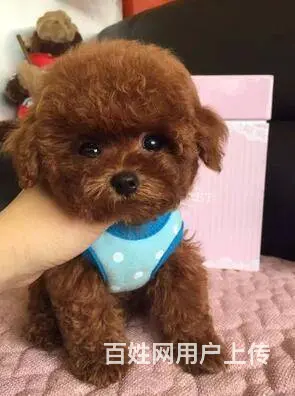 通辽泰迪多少钱一只 泰迪价格 茶杯犬泰迪 泰迪幼犬 - 图片 3