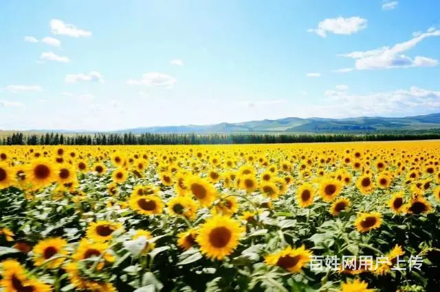 内蒙古呼伦贝尔旅游包车常师傅排名靠谱 - 图片 7