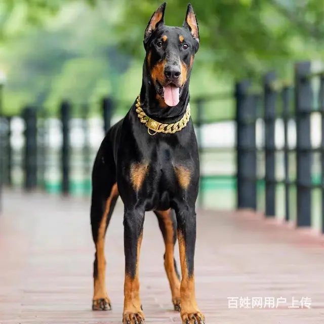【CKU犬舍】辽阳靠谱杜宾犬舍  健康纯种保养活 - 图片 1