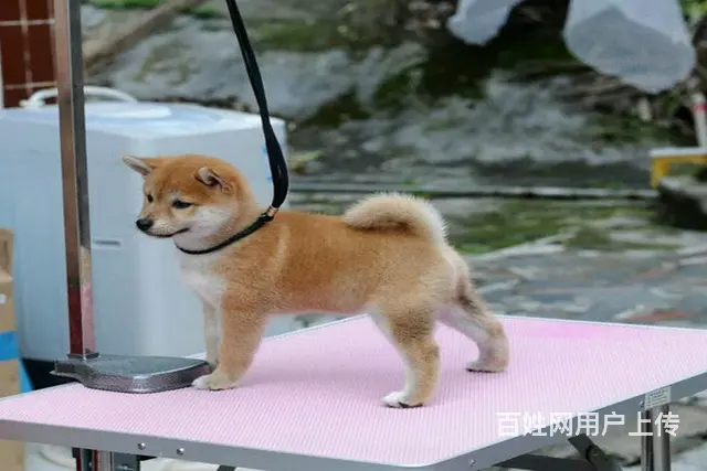 高品质柴犬萌宠 基地直销 保纯种健康 欢迎实地挑选 - 图片 1