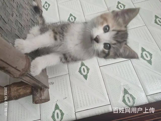 【搞定了！】小猫咪免费赠送 - 图片 1