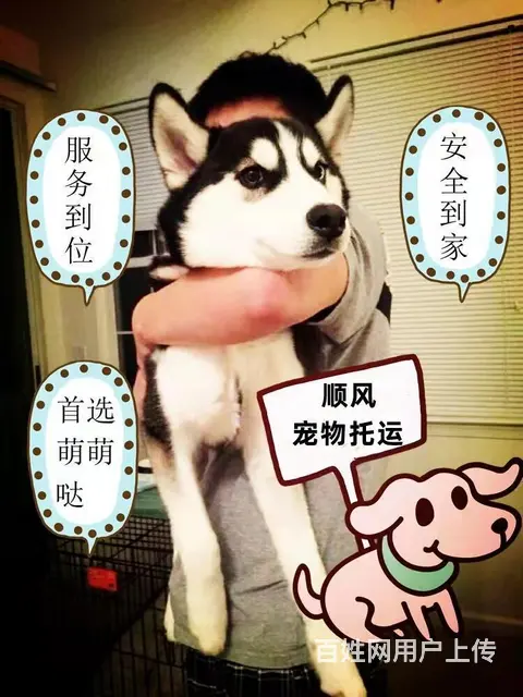 贵定县宠物托运（猫狗）活体运输邮寄 （2022今日推荐） - 图片 3