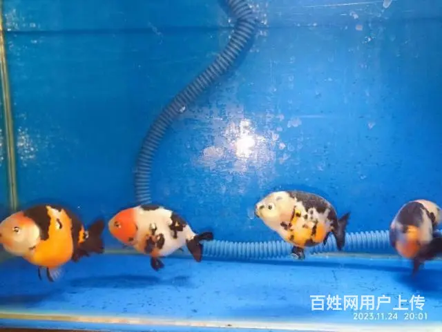打包出5条精品兰寿，280元，自来水养大适合鱼友家养，尺寸7 - 图片 2