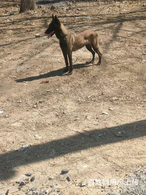 马犬 - 图片 3
