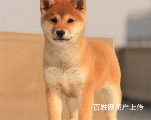 哪里有柴犬出售 柴犬幼犬价格 纯种柴犬 - 图片 8