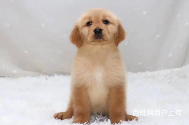 大头宽嘴金毛幼犬 黄金猎犬 纯种金毛犬出售 - 图片 11